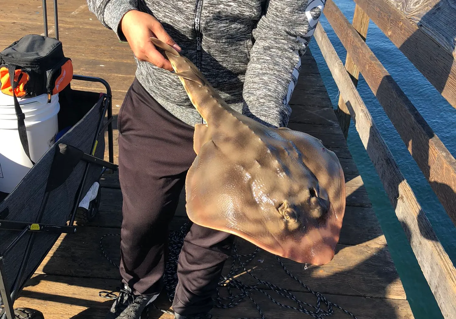 Pacific shovelnose guitarfish