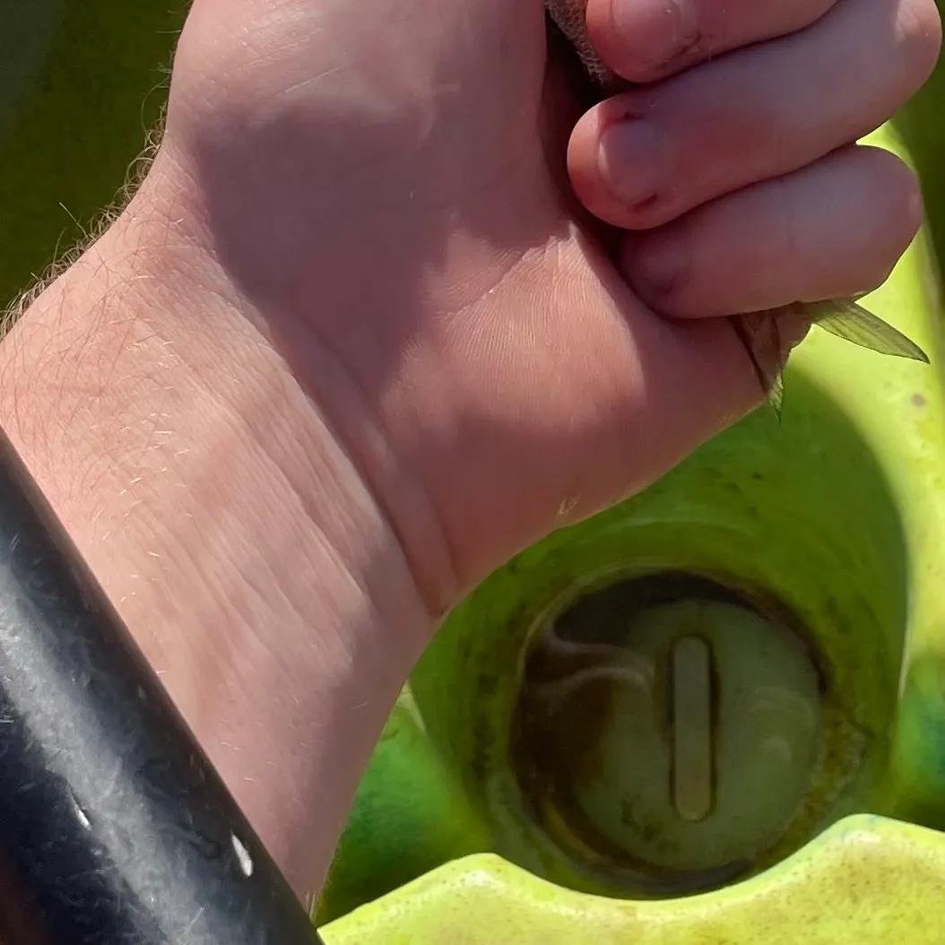The most recent American gizzard shad catches on Fishbrain
