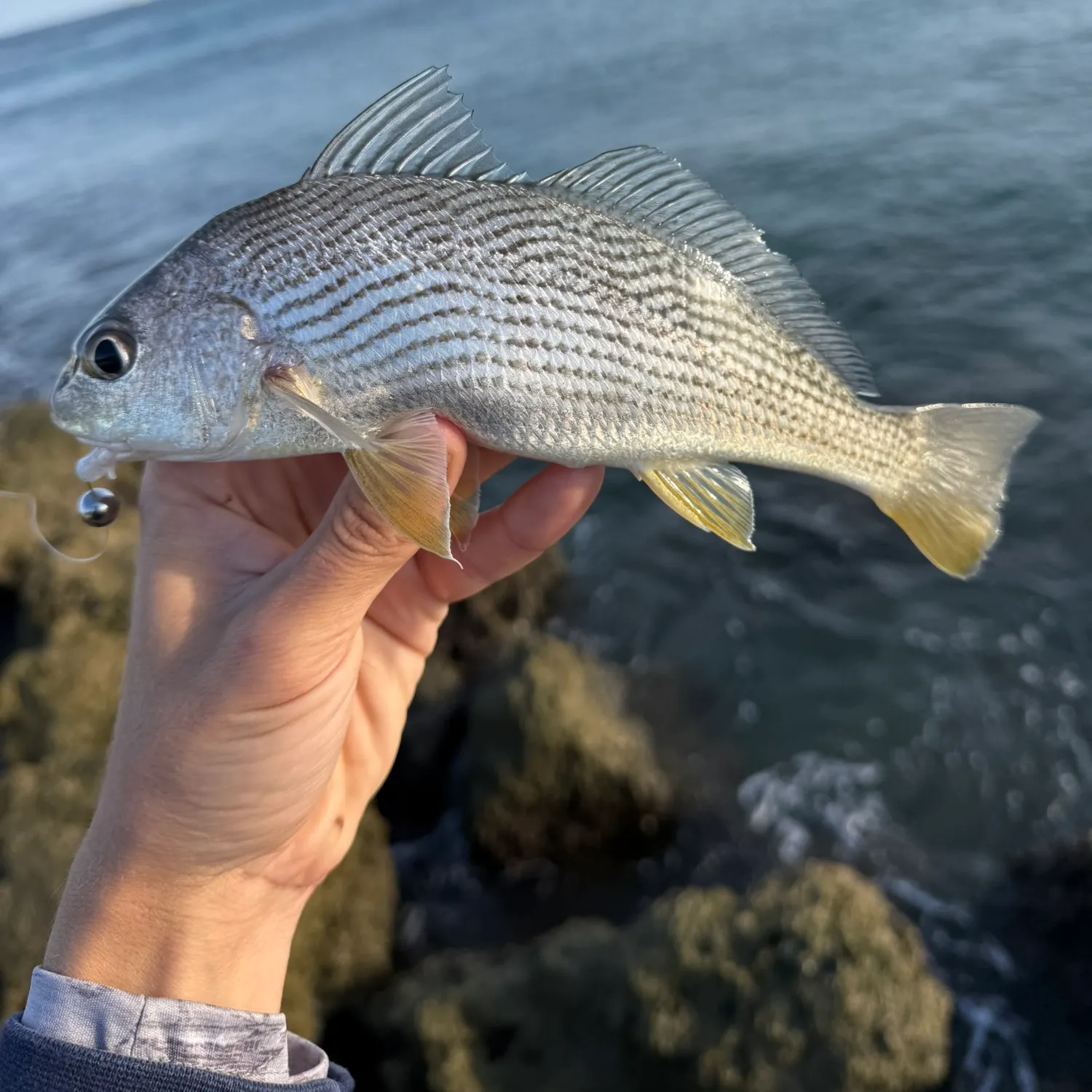 The most recent Sand drum catches on Fishbrain