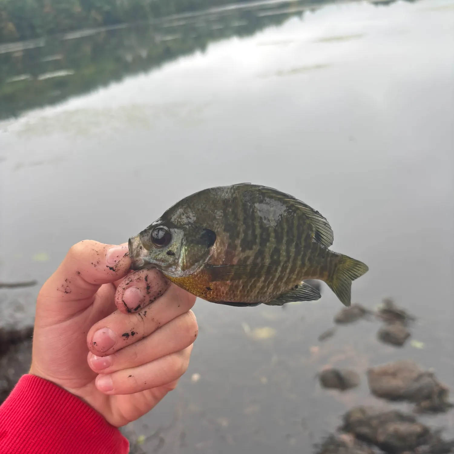 Bluegill caught on Fishbrain