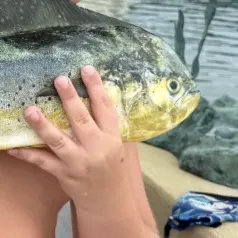 Common dolphinfish caught on Fishbrain