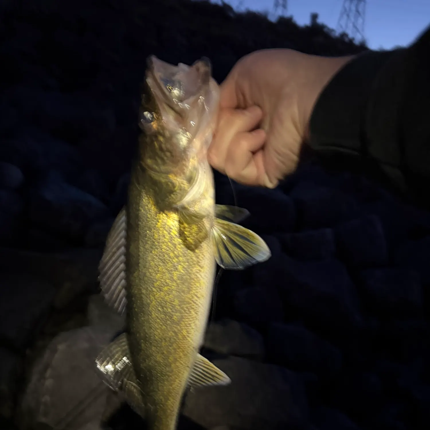 Walleye caught on Fishbrain