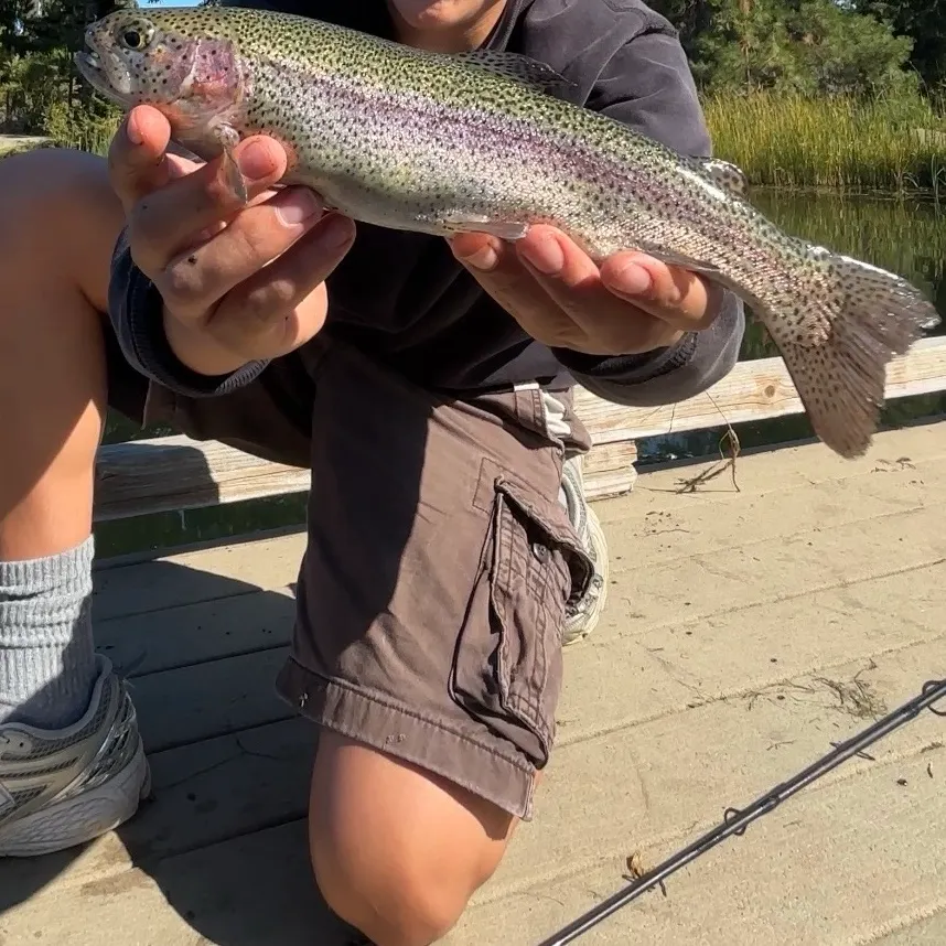 Rainbow trout caught on Fishbrain