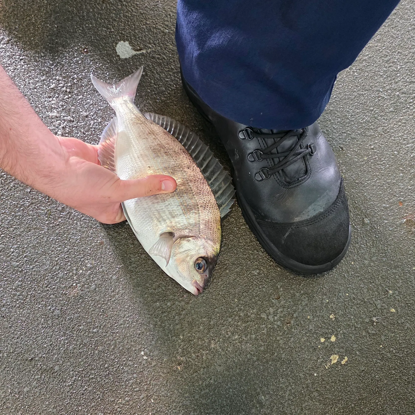 The most recent White seabream catches on Fishbrain