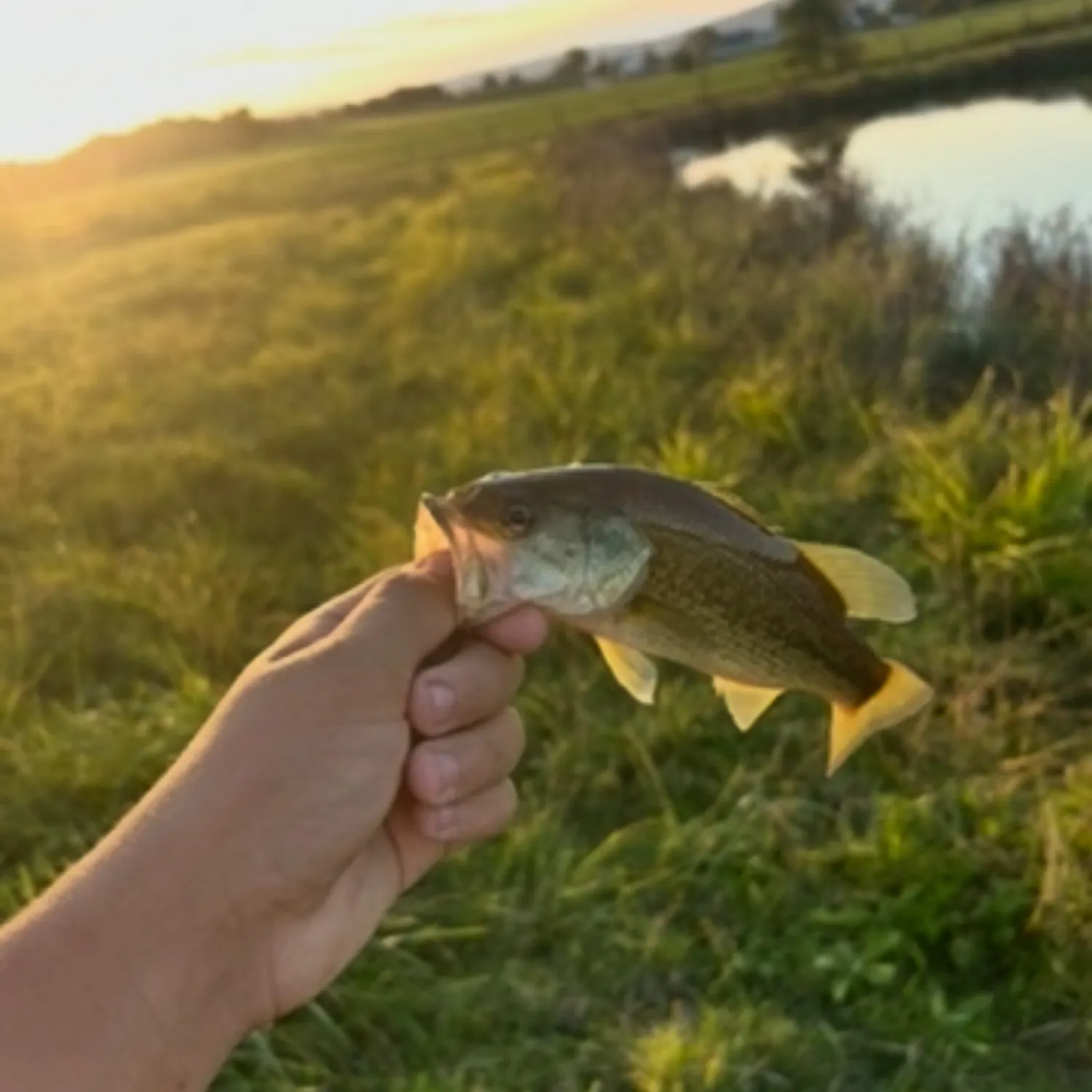 The most recent Largemouth bass catches on Fishbrain