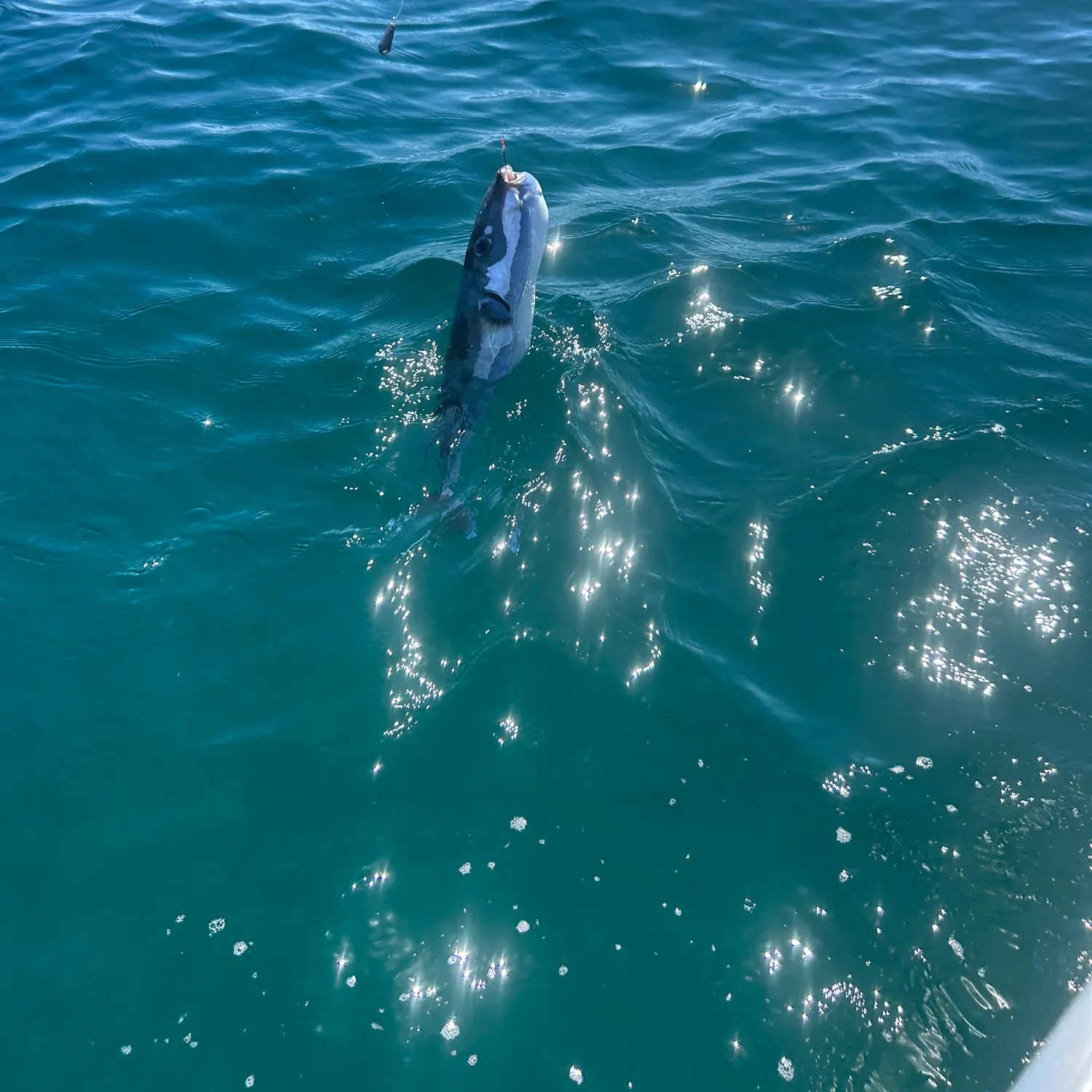 The most recent Silver-cheeked toadfish catches on Fishbrain