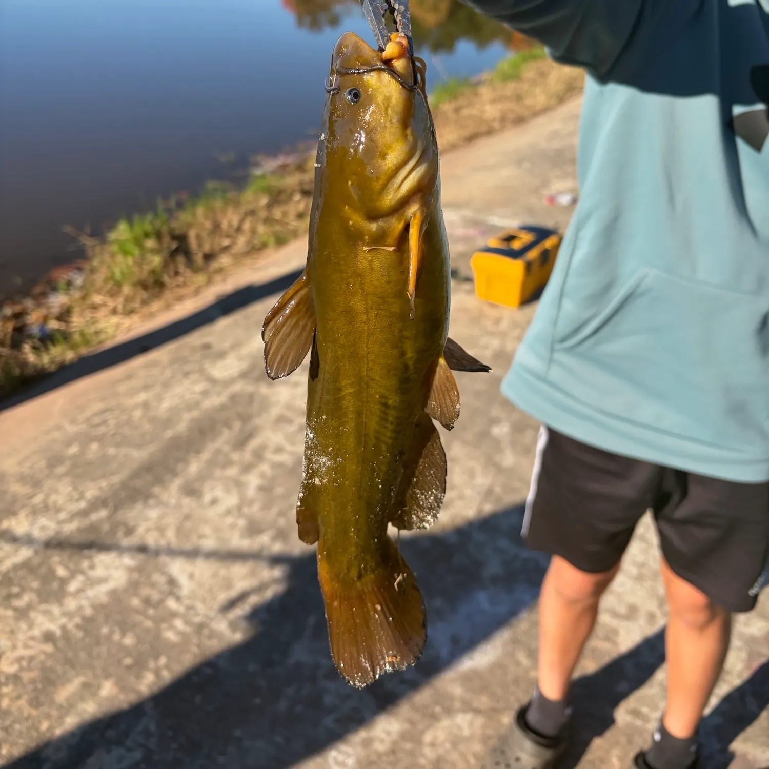 Yellow bullhead caught on Fishbrain
