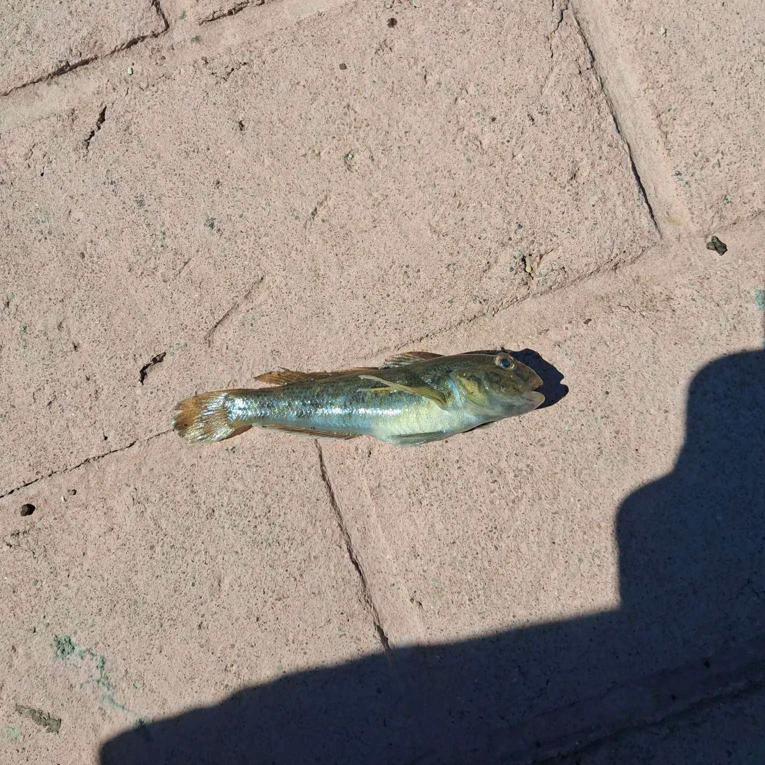 Round goby caught on Fishbrain
