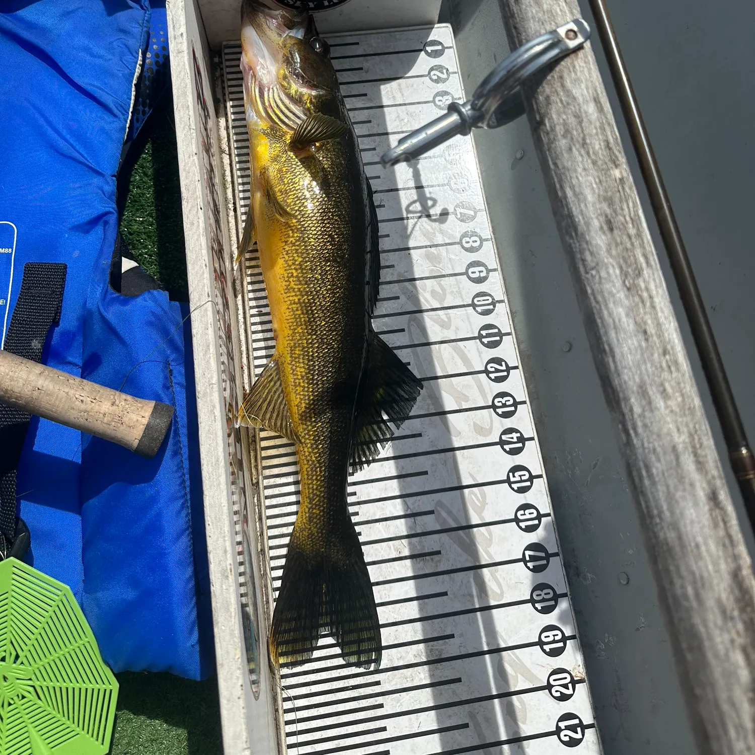 Walleye caught on Fishbrain