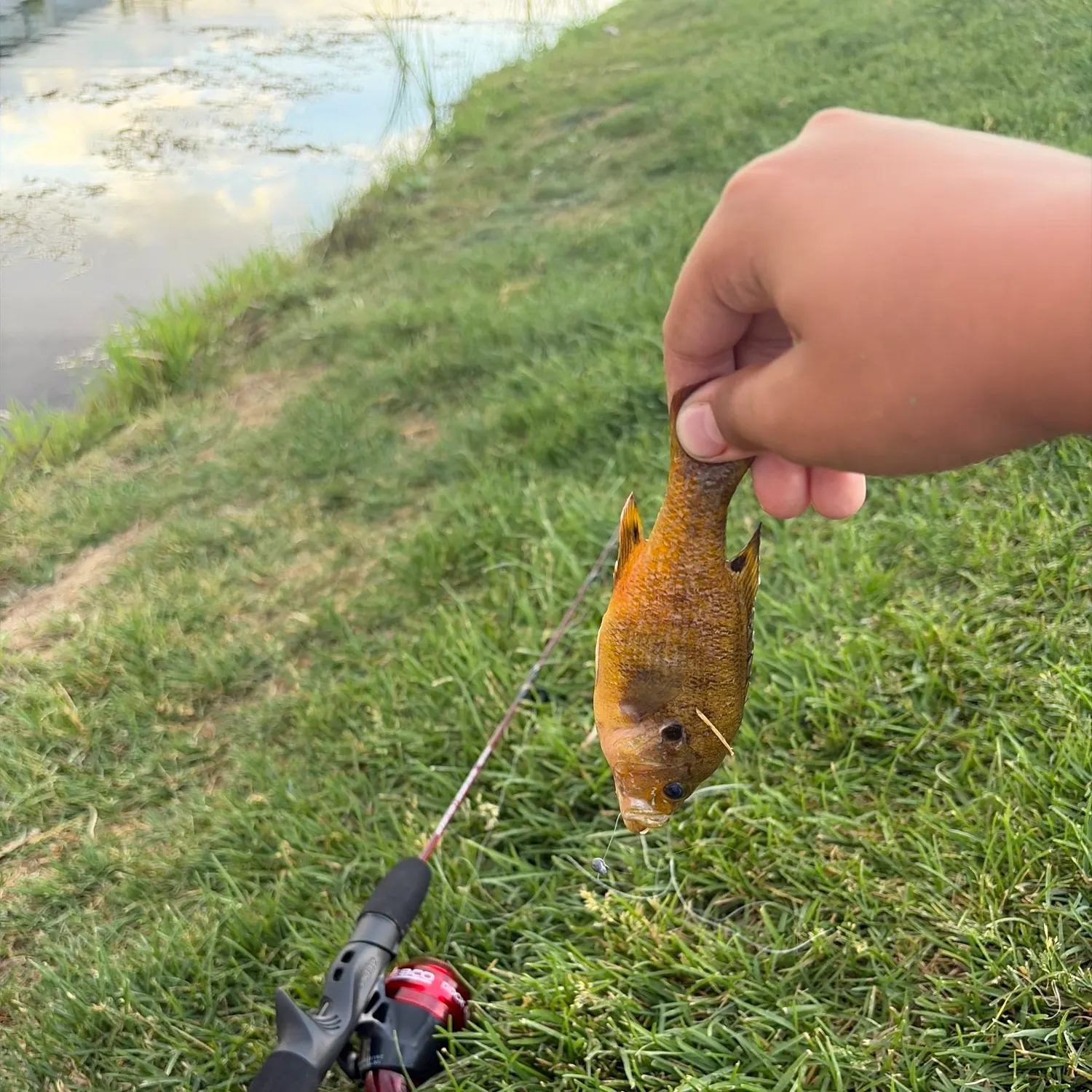 catch