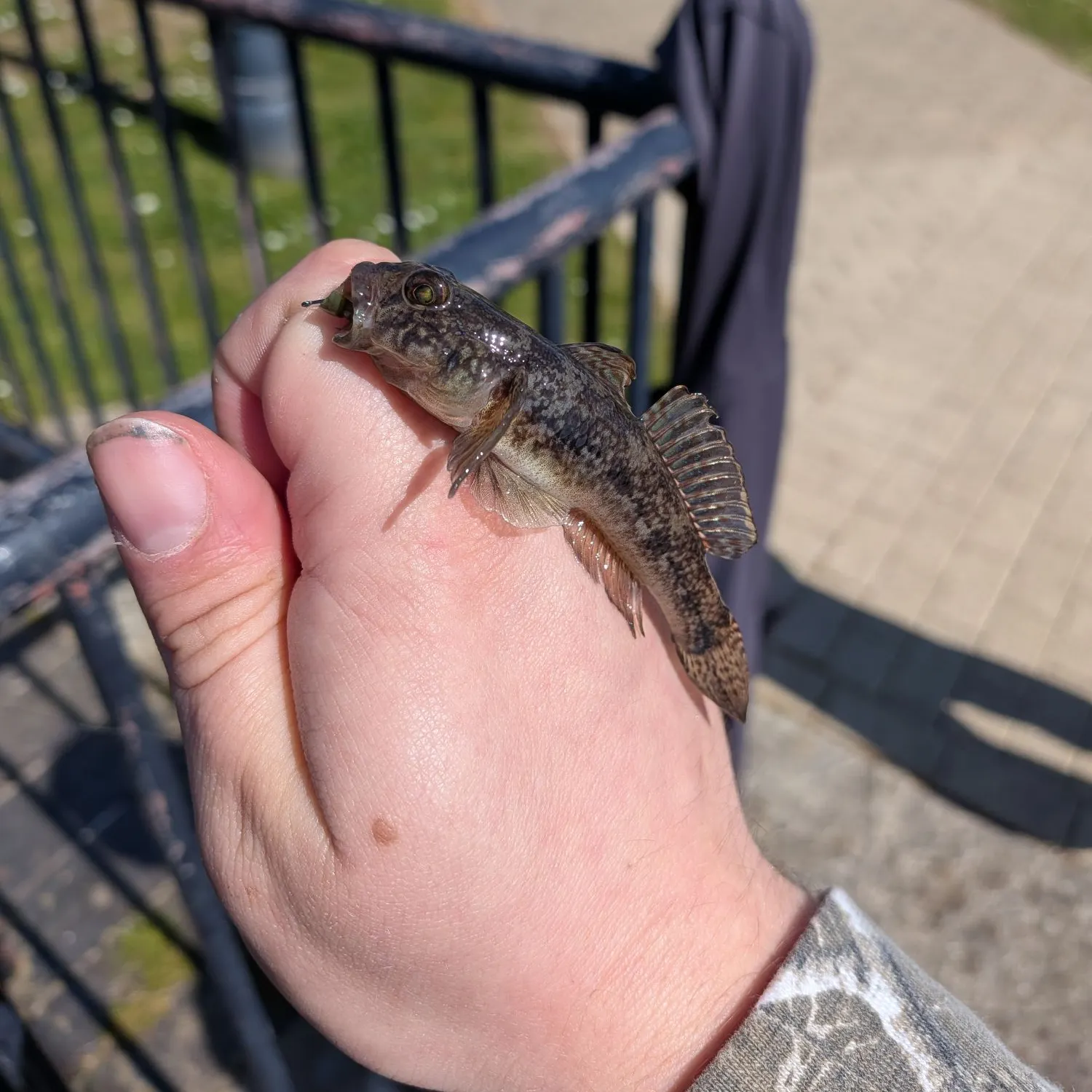 The most recent Black goby catches on Fishbrain