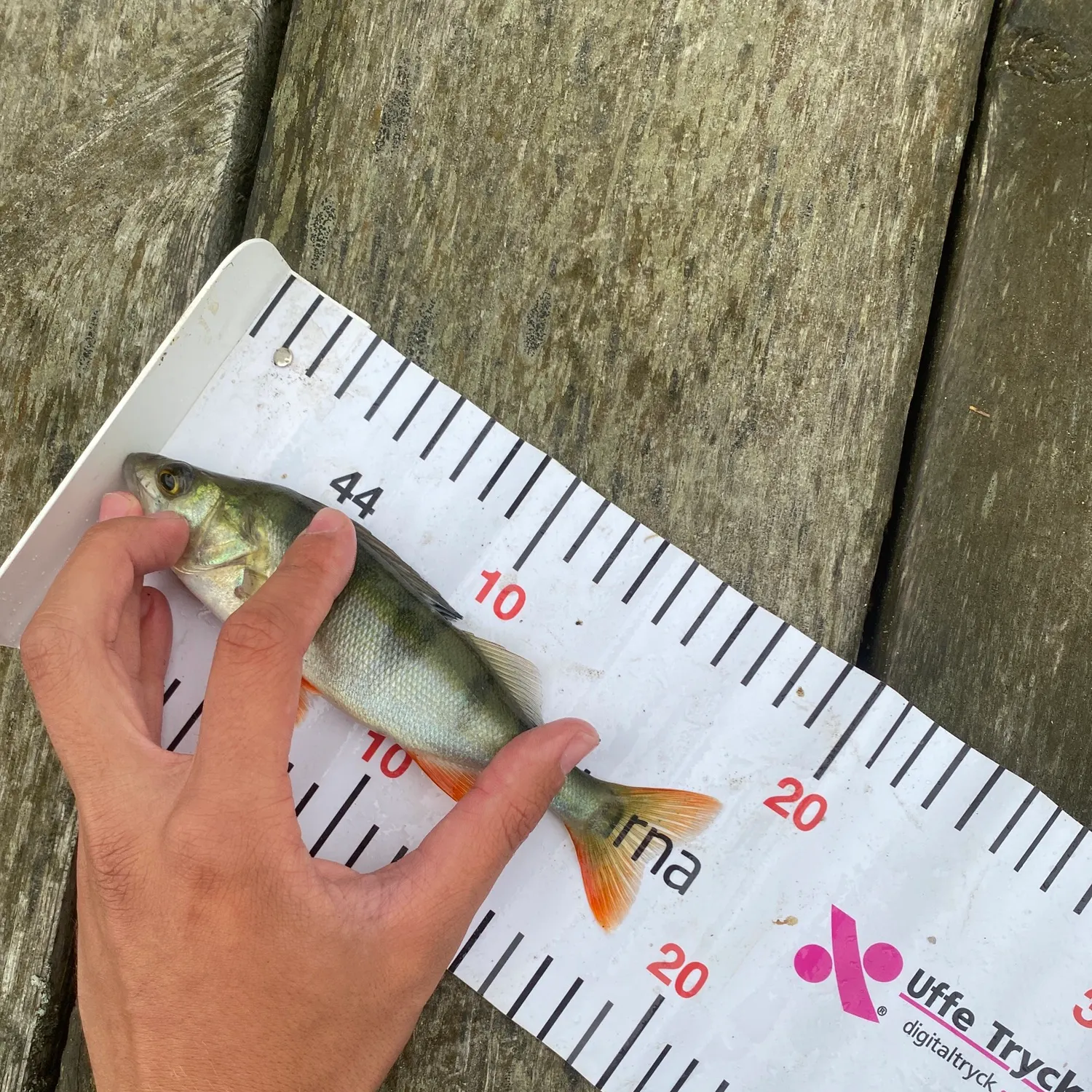European perch caught on Fishbrain