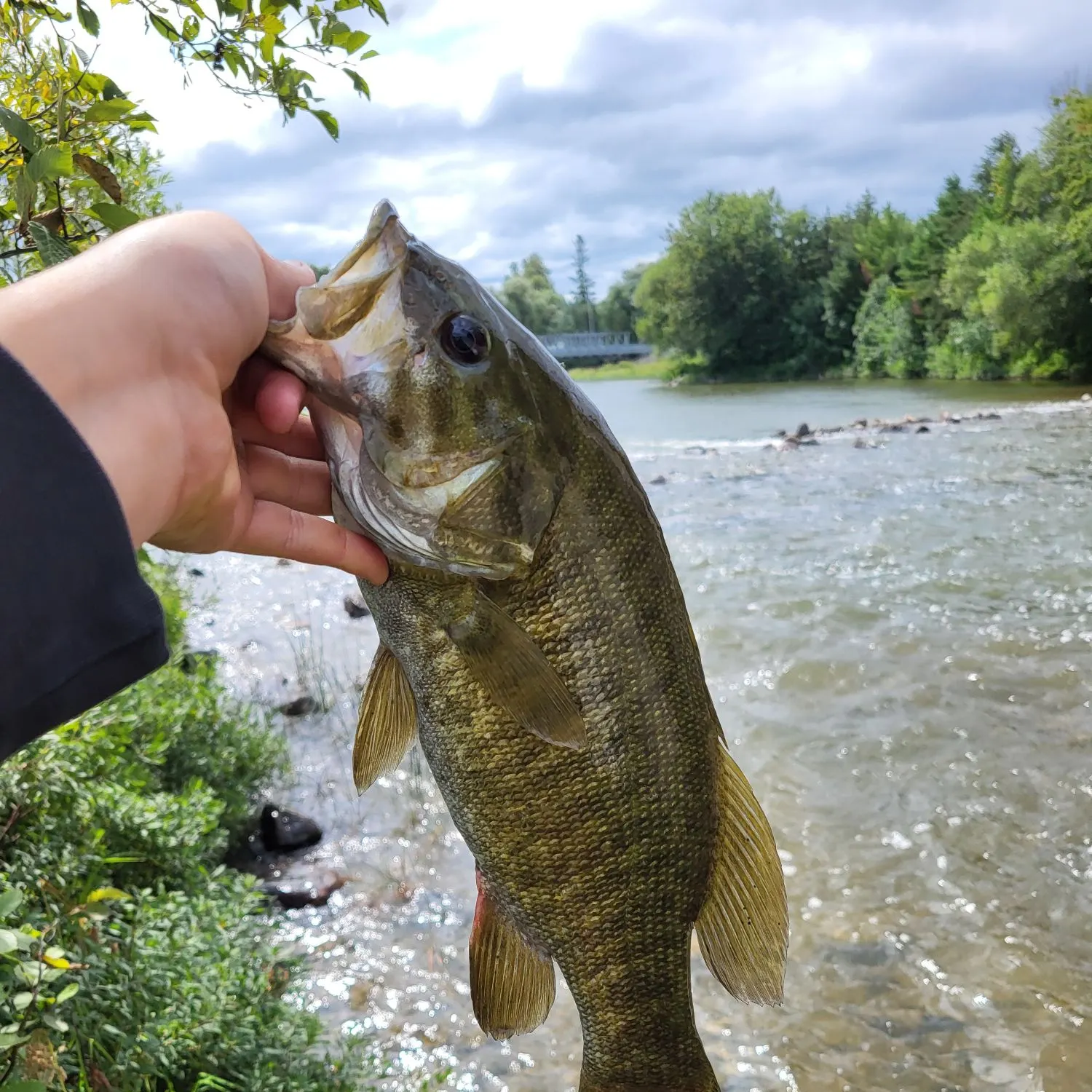 Smallmouth bass caught on Fishbrain
