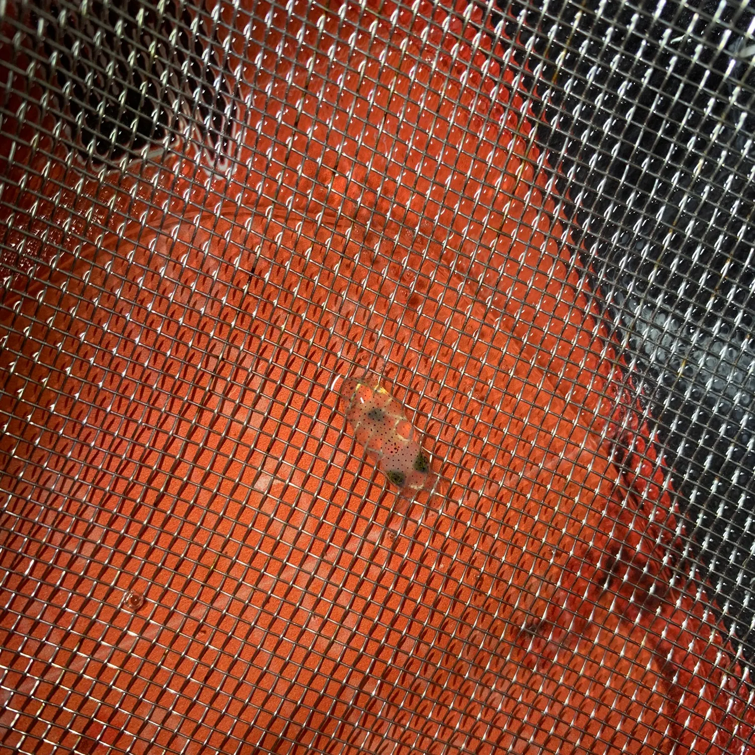 The most recent Bigfin reef squid catches on Fishbrain