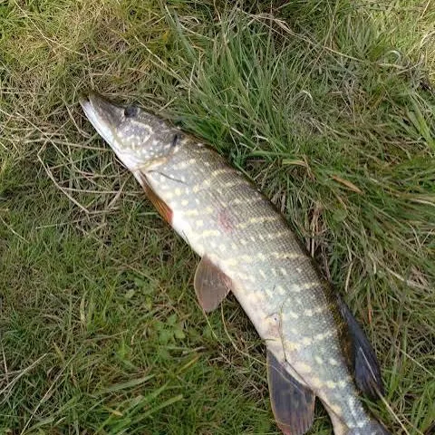Northern pike caught on Fishbrain