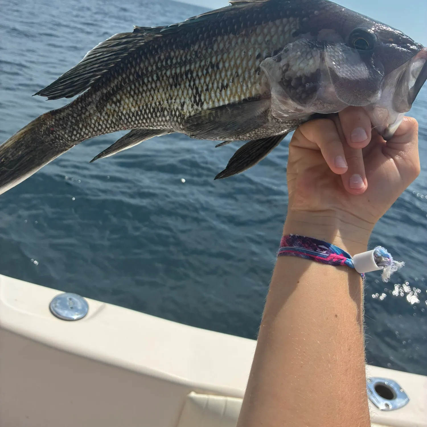 Black sea bass caught on Fishbrain