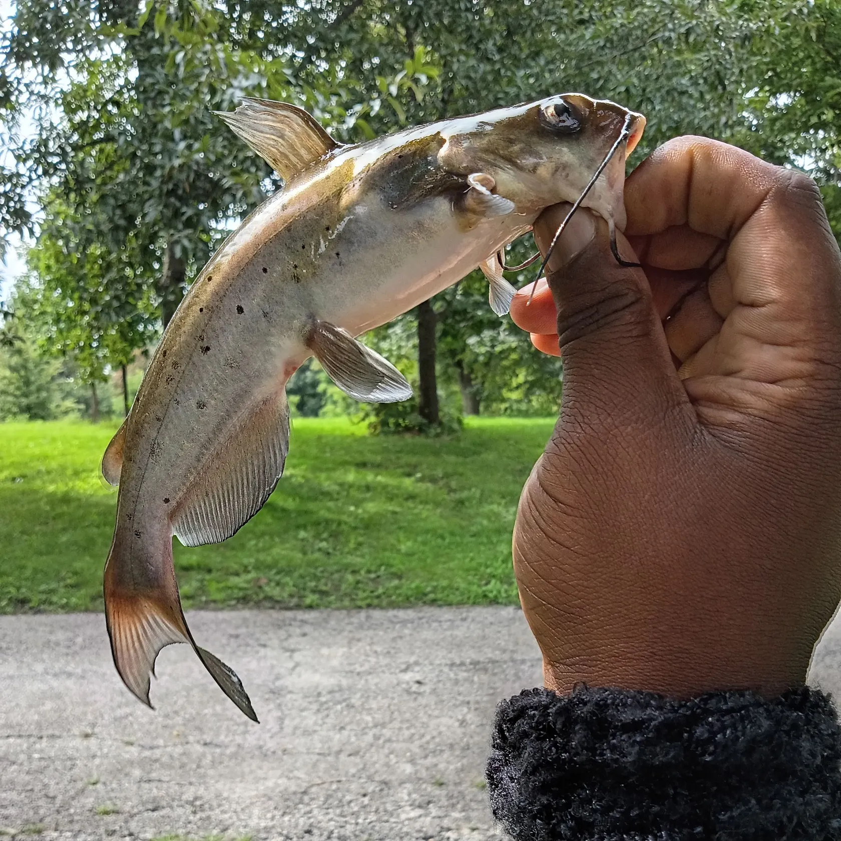 Channel catfish caught on Fishbrain