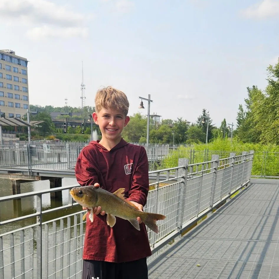 Bigmouth buffalo caught on Fishbrain