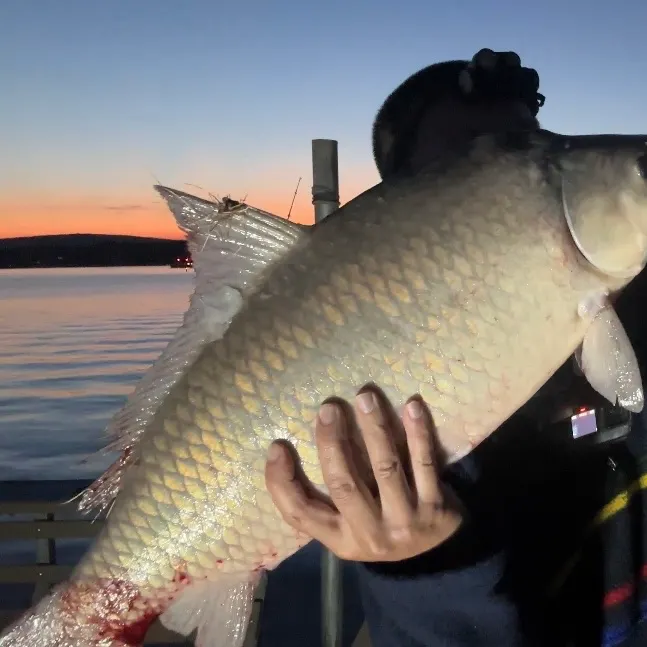 The most recent Smallmouth buffalo catches on Fishbrain
