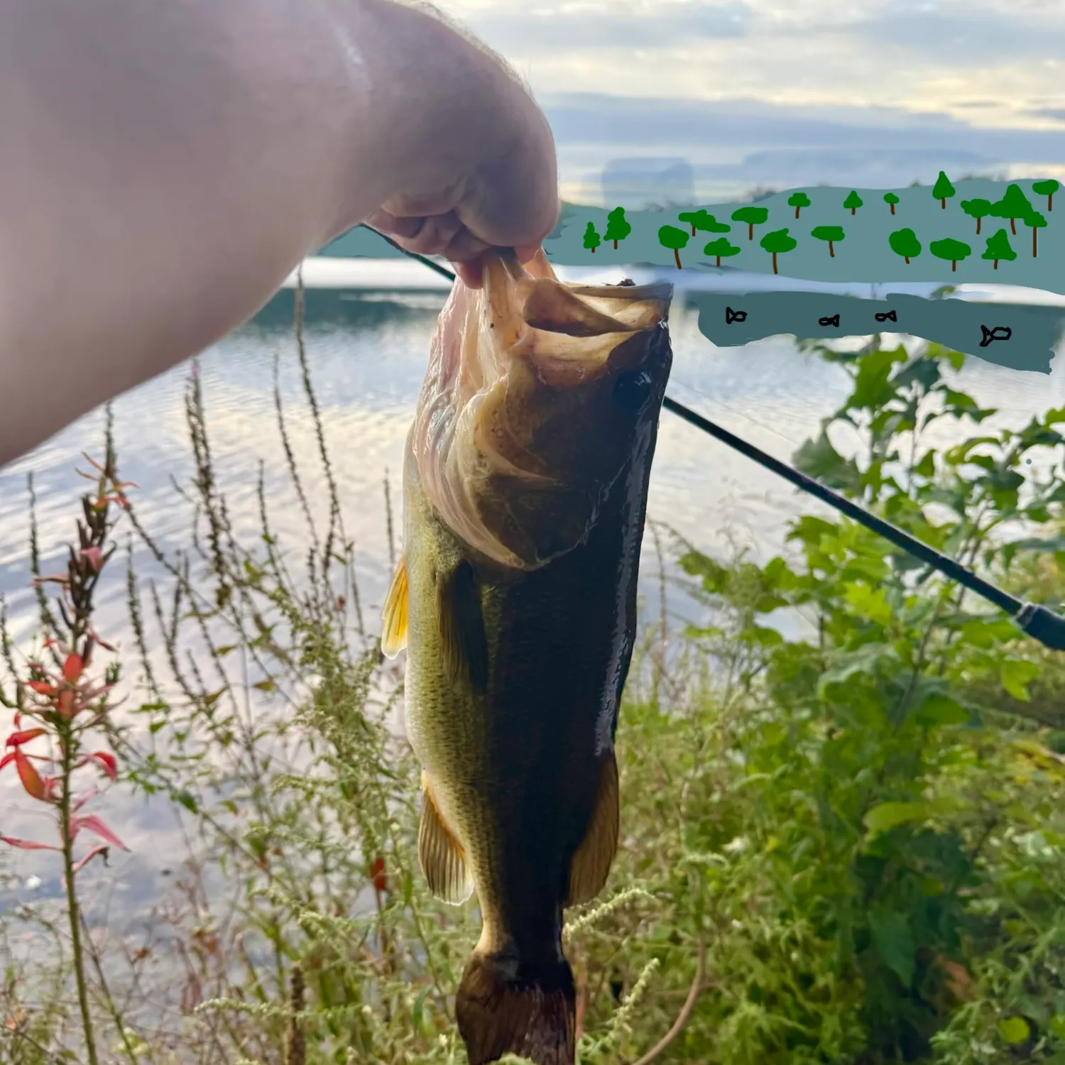 Largemouth bass caught on Fishbrain