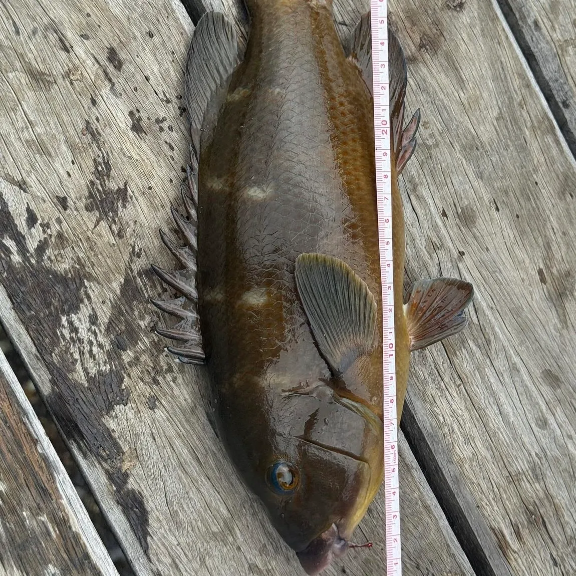 The most recent Western blue groper catches on Fishbrain