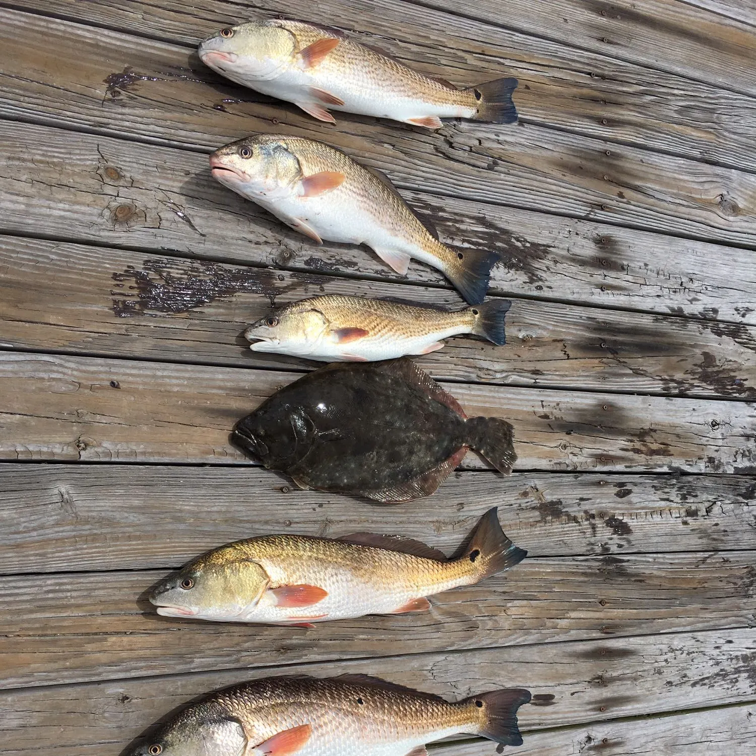Red drum caught on Fishbrain