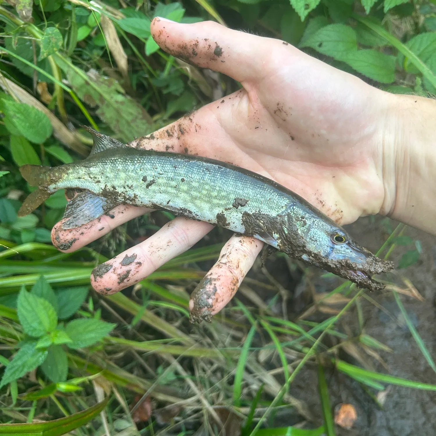 The most recent Chain pickerel catches on Fishbrain
