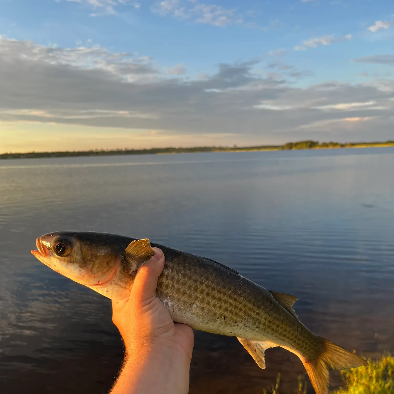 The most recent Striped mullet catches on Fishbrain