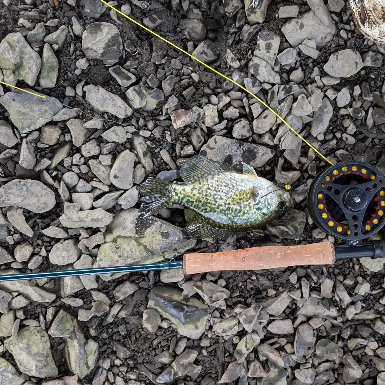 Black crappie caught on Fishbrain