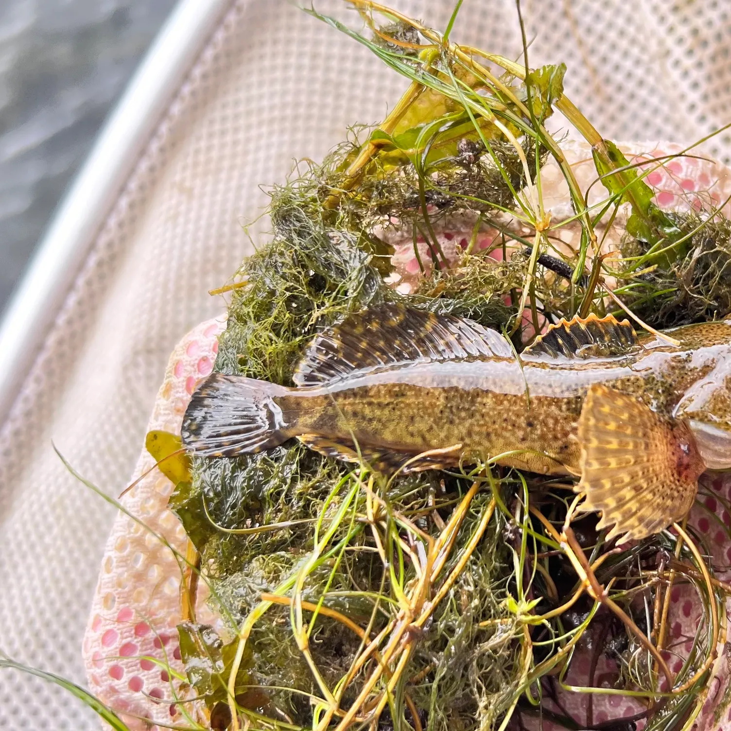 The most recent Bonneville sculpin catches on Fishbrain