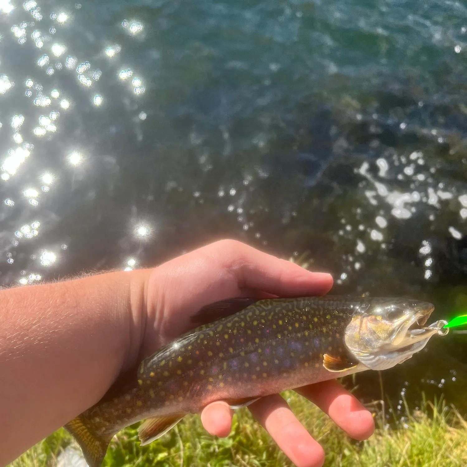 Brook trout caught on Fishbrain