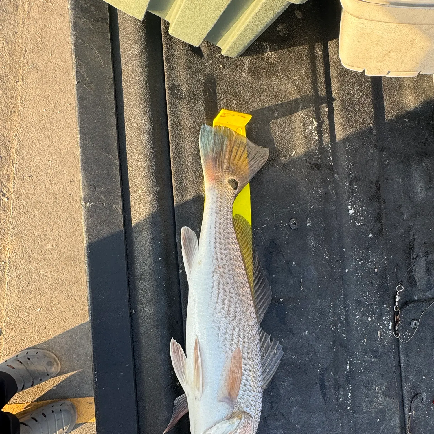 Red drum caught on Fishbrain