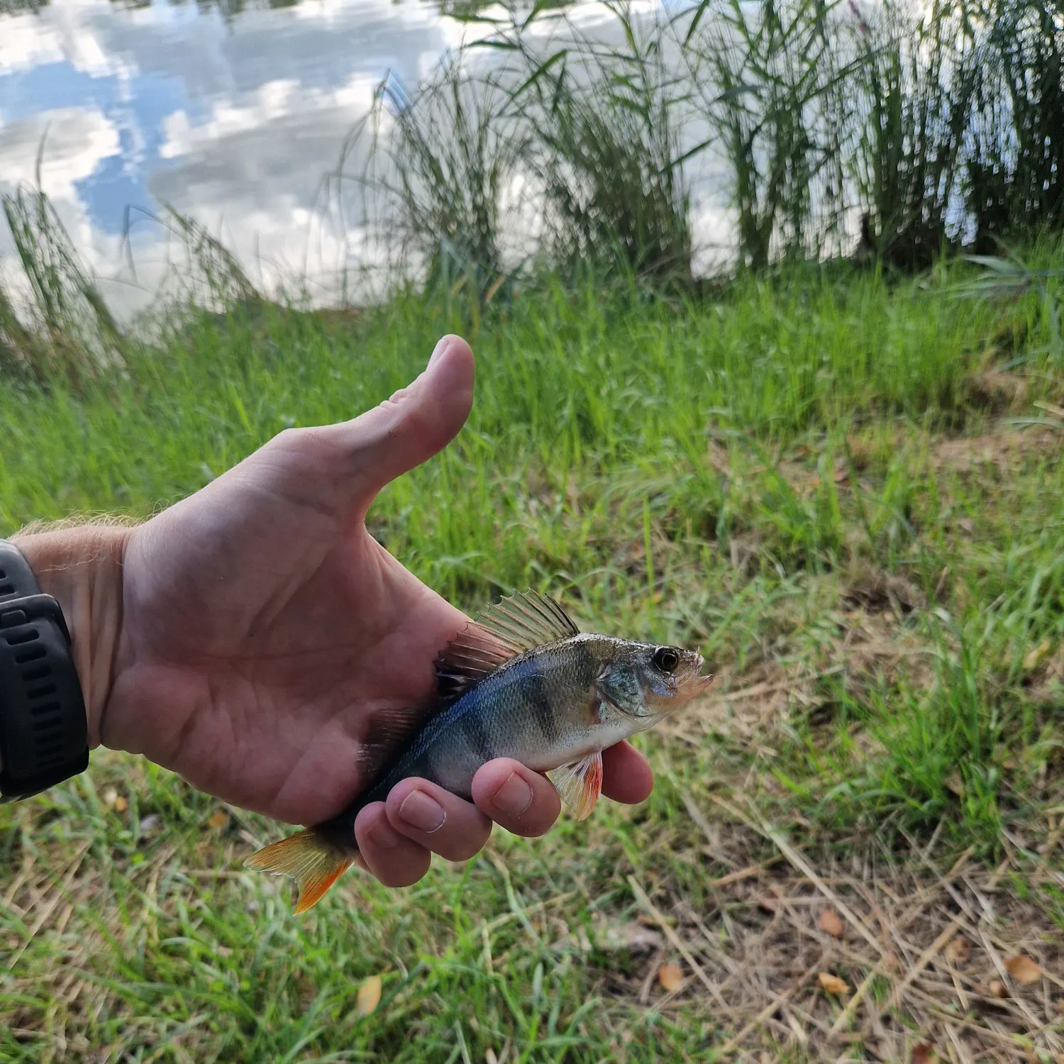European perch caught on Fishbrain