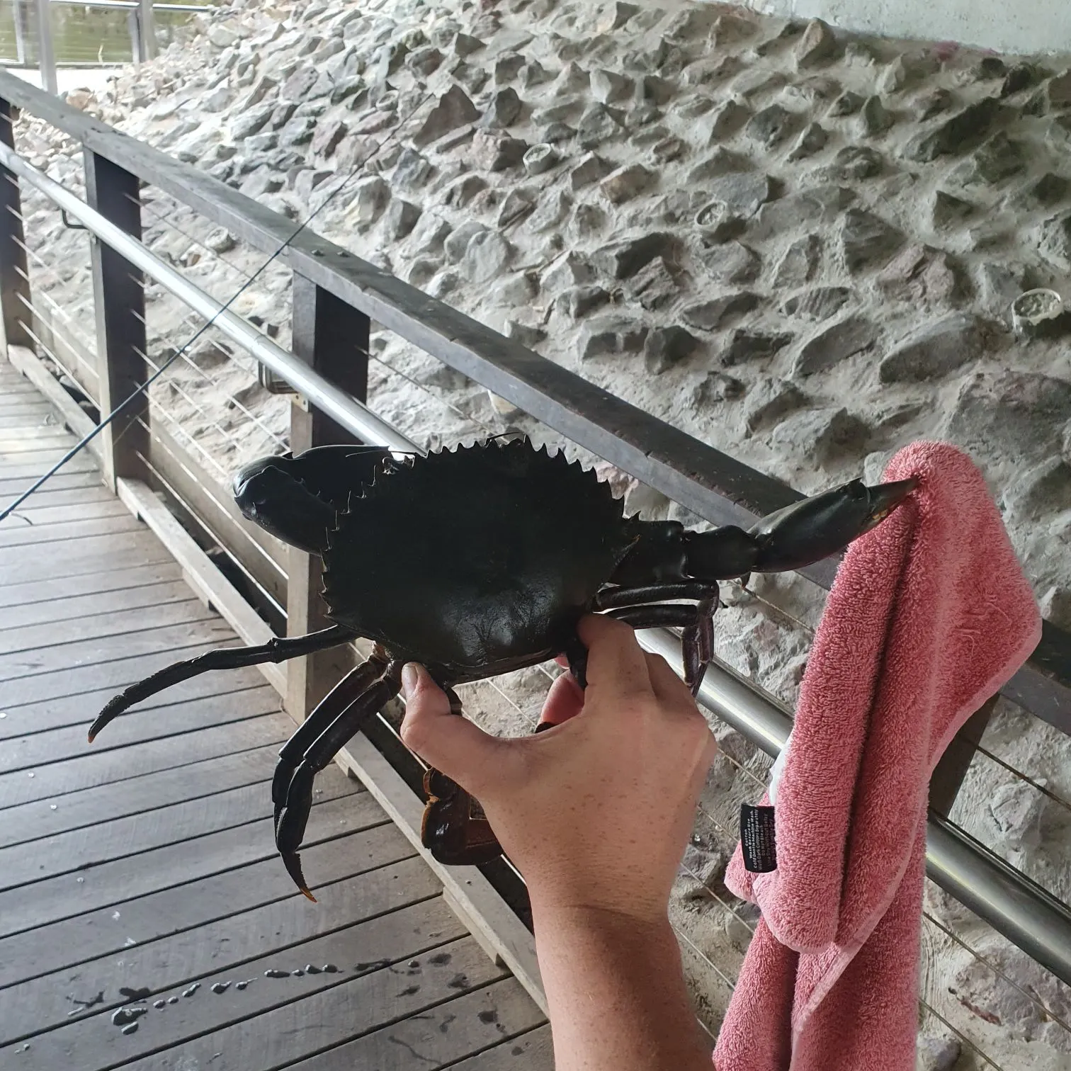 The most recent Giant mud crab catches on Fishbrain