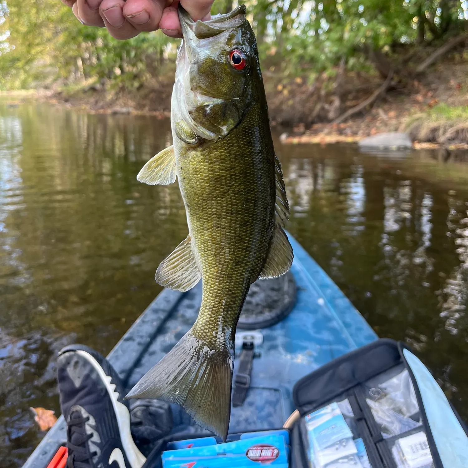 Smallmouth bass caught on Fishbrain