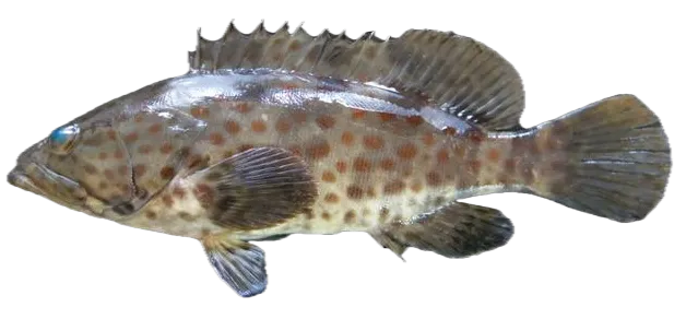 Orange-spotted grouper