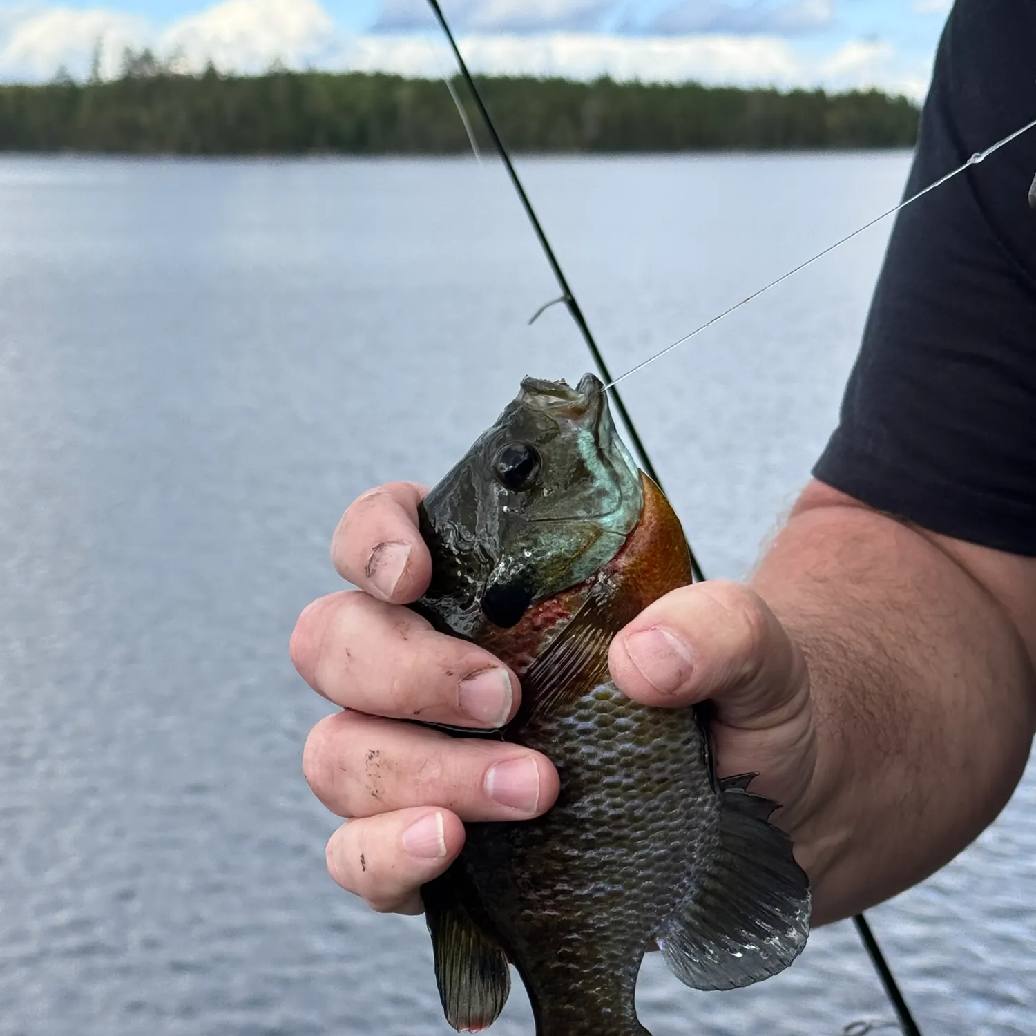 Bluegill caught on Fishbrain