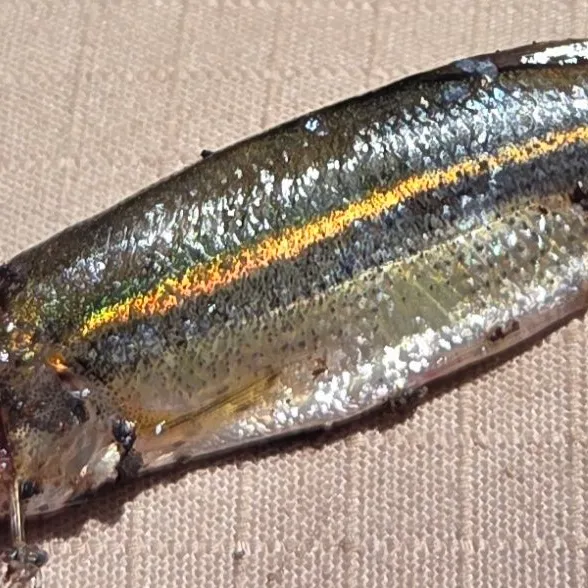 Redside shiner caught on Fishbrain