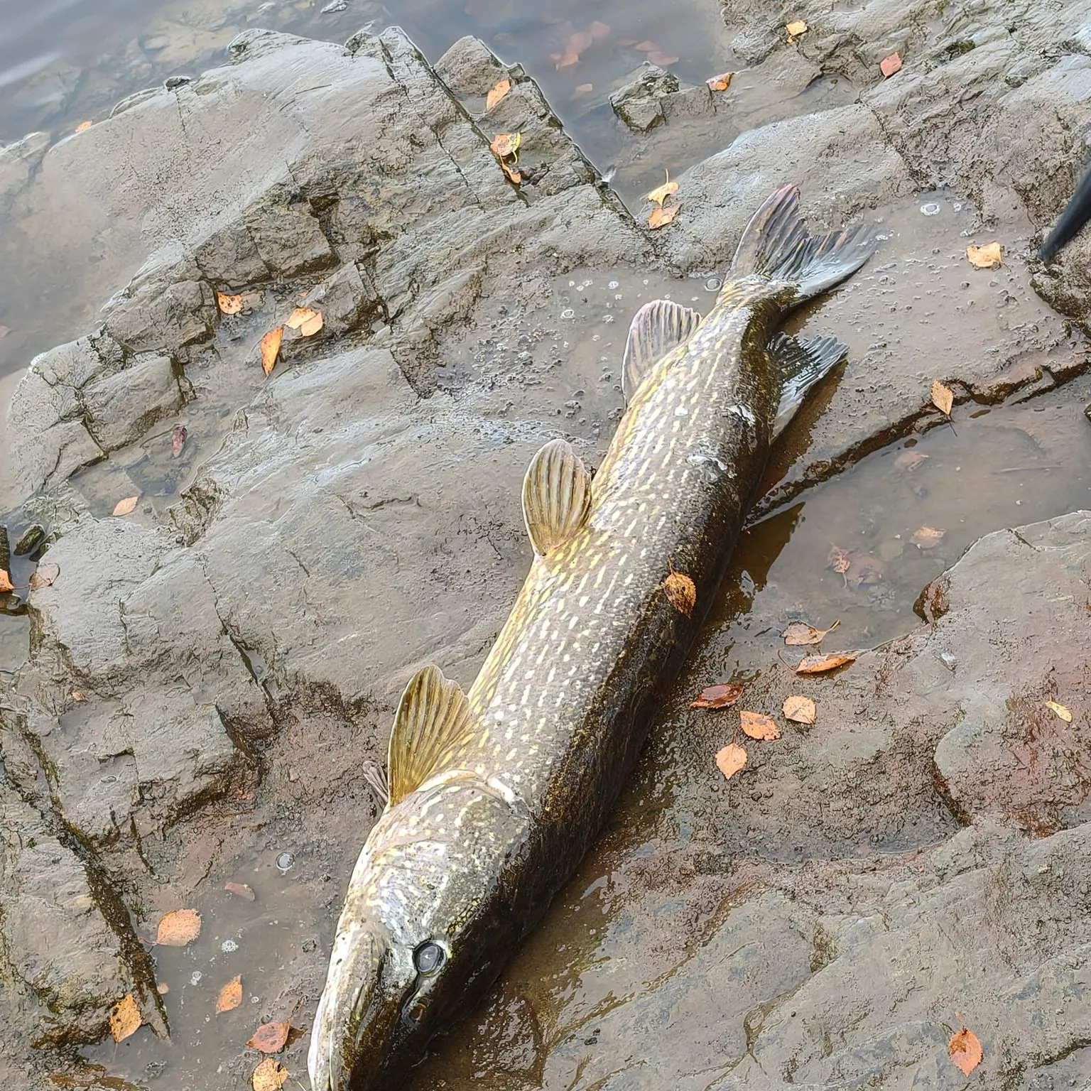 Northern pike caught on Fishbrain