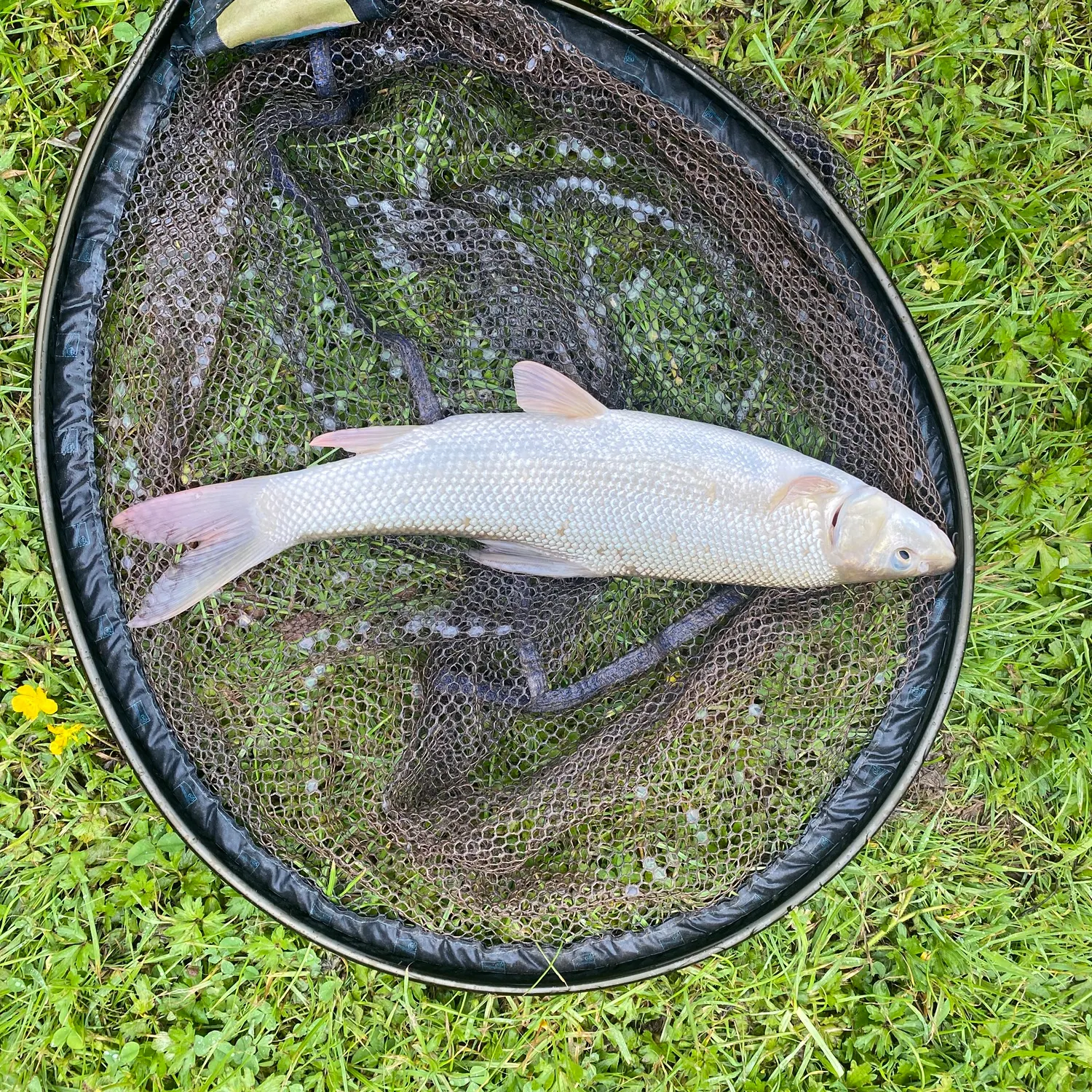 The most recent Common barbel catches on Fishbrain