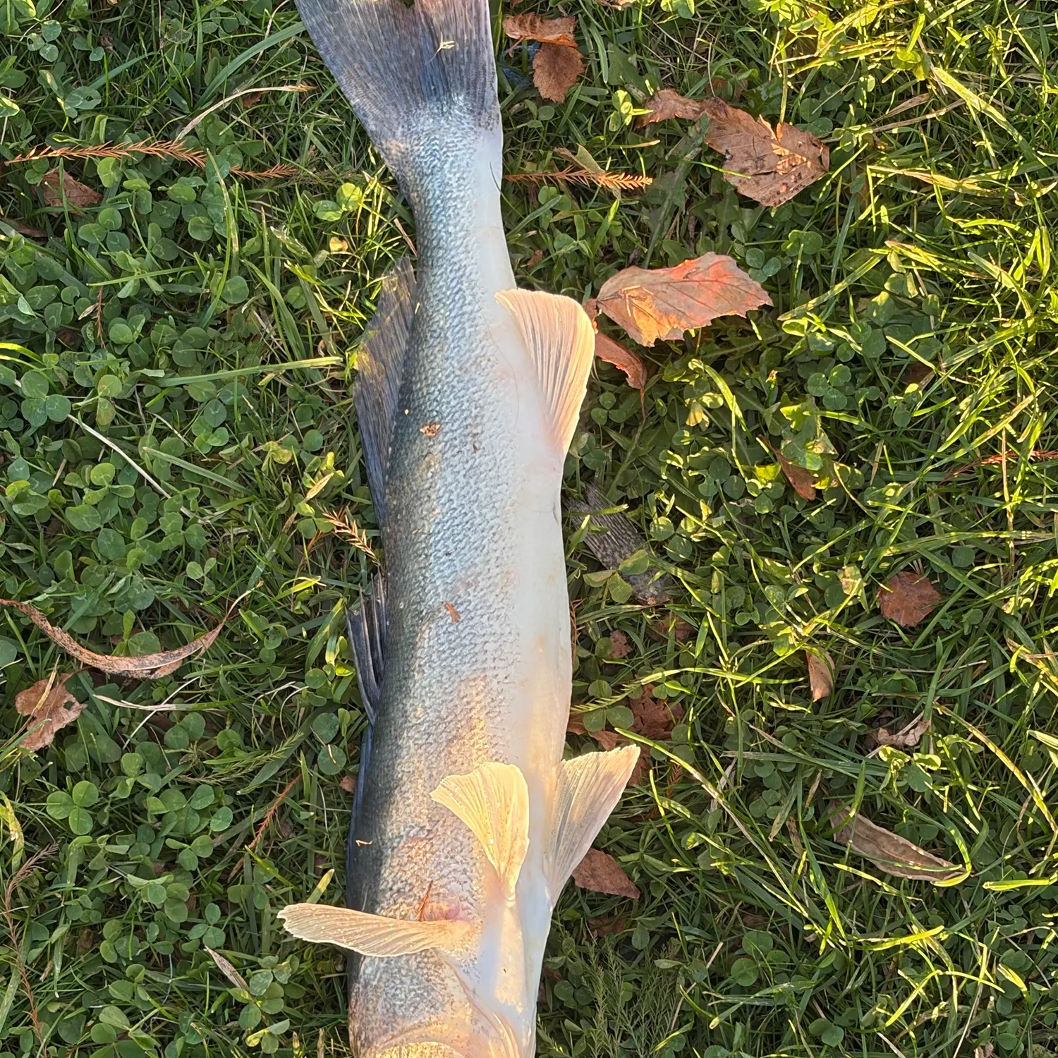 Walleye caught on Fishbrain