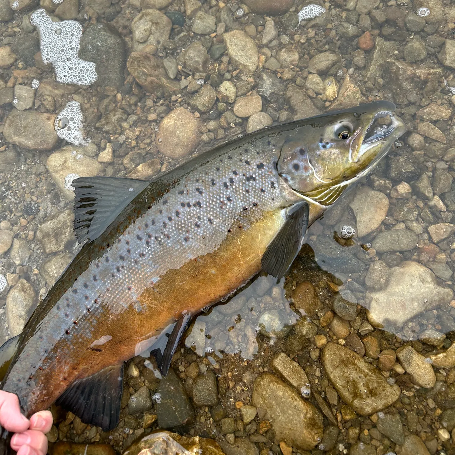 The most recent Atlantic salmon catches on Fishbrain