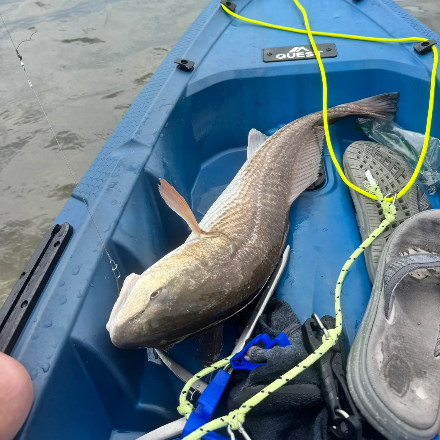 Red drum caught on Fishbrain