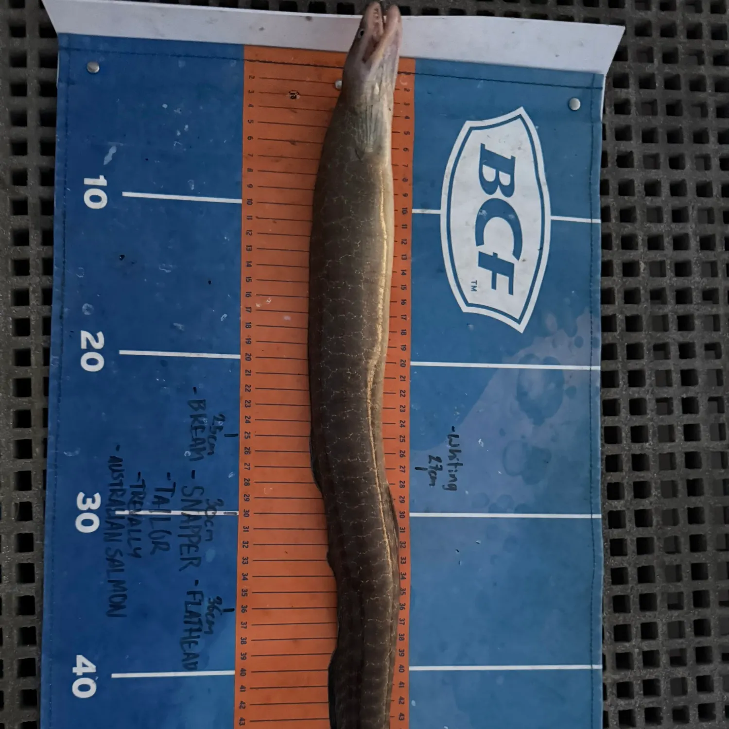 The most recent Common pike conger catches on Fishbrain