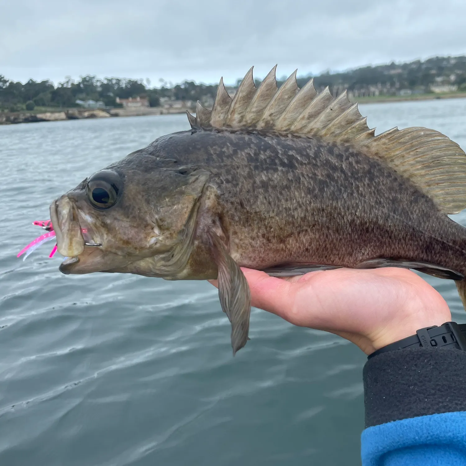 most liked catch image