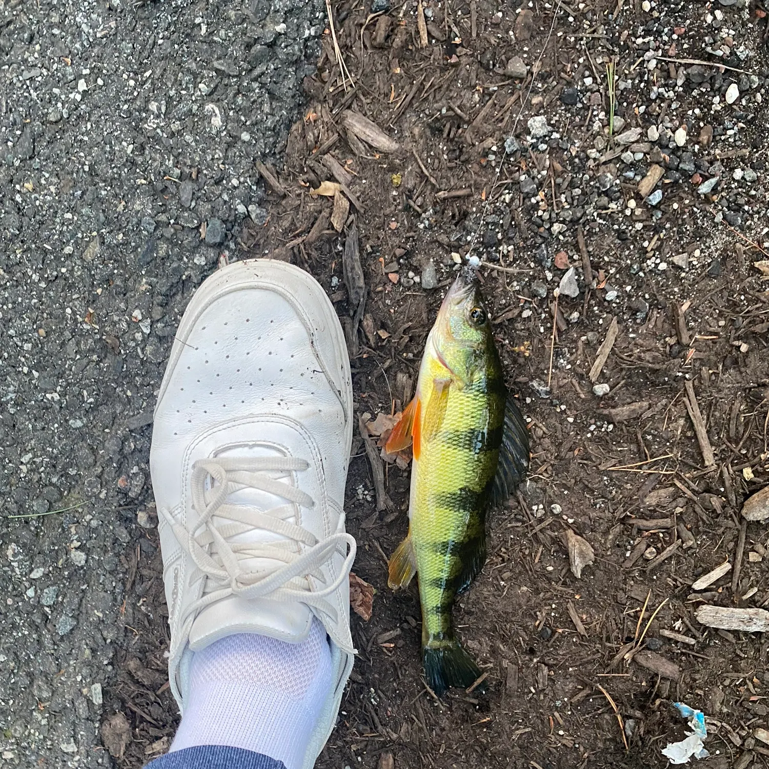 Yellow perch caught on Fishbrain
