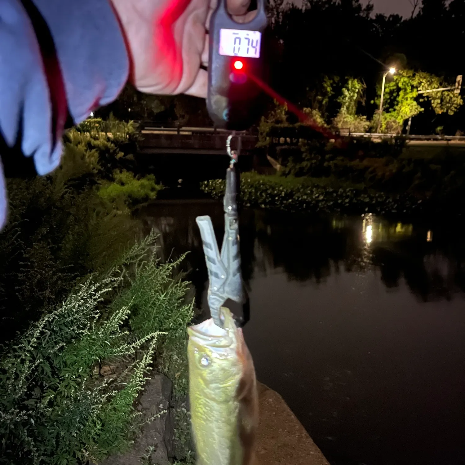 Largemouth bass caught on Fishbrain