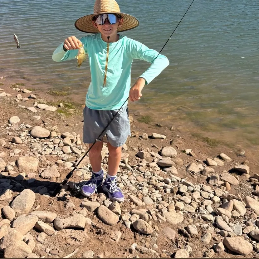 Bluegill caught on Fishbrain