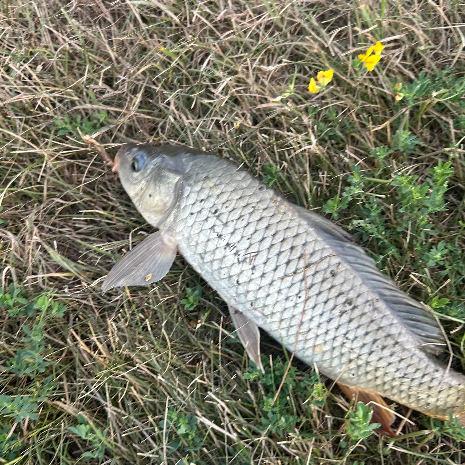 Common carp caught on Fishbrain