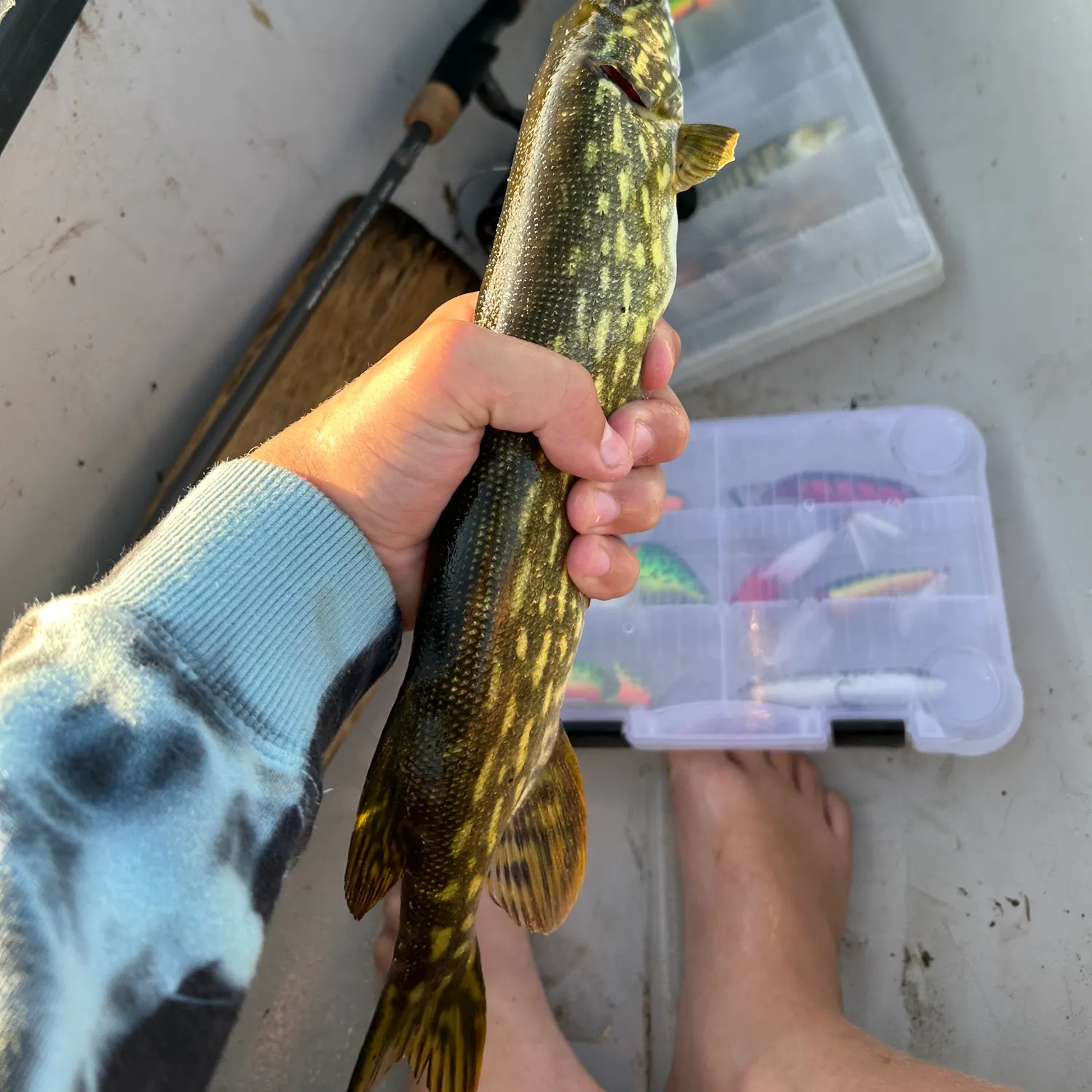 recently logged catches